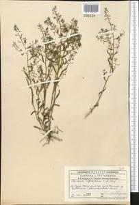 Thesium refractum C. A. Mey., Middle Asia, Dzungarian Alatau & Tarbagatai (M5) (Kazakhstan)