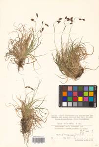 Carex fuliginosa Schkuhr, Siberia, Russian Far East (S6) (Russia)