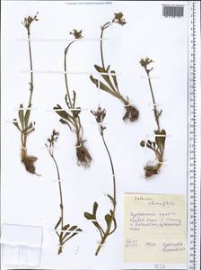 Valeriana chionophila Popov & Kult., Middle Asia, Western Tian Shan & Karatau (M3) (Tajikistan)