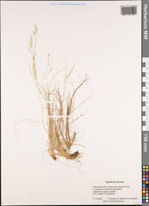 Agrostis flaccida Hack., Siberia, Russian Far East (S6) (Russia)