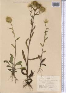 Pentanema britannicum (L.) D. Gut. Larr., Santos-Vicente, Anderb., E. Rico & M. M. Mart. Ort., Siberia, Western Siberia (S1) (Russia)