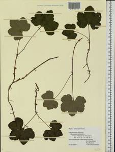 Rubus chamaemorus L., Eastern Europe, Western region (E3) (Russia)