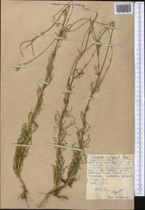 Crupina vulgaris (Pers.) Cass., Middle Asia, Western Tian Shan & Karatau (M3) (Kazakhstan)