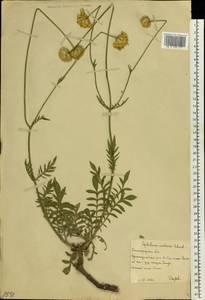 Cephalaria uralensis (Murray) Roem. & Schult., Eastern Europe, Lower Volga region (E9) (Russia)