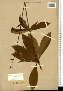 Lilium martagon var. martagon, Caucasus, Black Sea Shore (from Novorossiysk to Adler) (K3) (Russia)