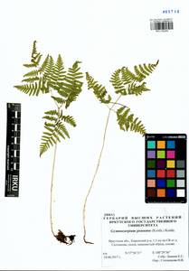 Gymnocarpium jessoense, Siberia, Baikal & Transbaikal region (S4) (Russia)