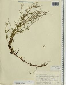 Epilobium palustre L., Eastern Europe, Belarus (E3a) (Belarus)