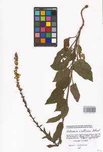 Verbascum phoeniceum subsp. phoeniceum, Eastern Europe, Moscow region (E4a) (Russia)
