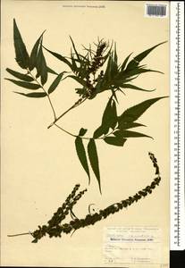 Datisca cannabina L., Caucasus, Georgia (K4) (Georgia)