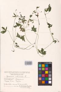 Geranium sibiricum L., Eastern Europe, Central region (E4) (Russia)