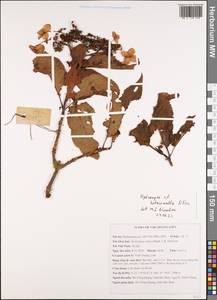 Hydrangea heteromalla D. Don, South Asia, South Asia (Asia outside ex-Soviet states and Mongolia) (ASIA) (Vietnam)