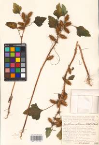 Xanthium orientale var. albinum (Widder) Adema & M. T. Jansen, Eastern Europe, Lower Volga region (E9) (Russia)