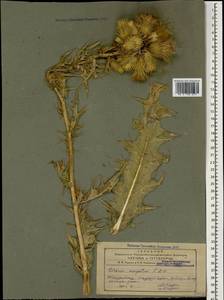 Cirsium sorocephalum subsp. congestum (Fisch. & C. A. Mey. ex DC.) Yildiz, Dirmenci & Arabaci, Caucasus, Azerbaijan (K6) (Azerbaijan)