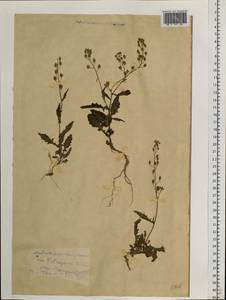 Rorippa barbareifolia (DC.) Kitag., Siberia, Chukotka & Kamchatka (S7) (Russia)