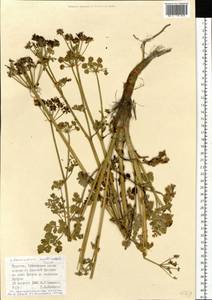 Lithosciadium multicaule Turcz., Siberia, Baikal & Transbaikal region (S4) (Russia)