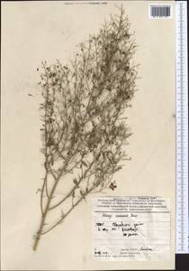 Alhagi canescens (Regel)B.Keller & Shap., Middle Asia, Karakum (M6) (Turkmenistan)