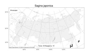 Sagina japonica (Sw. ex Steud.) Ohwi, Atlas of the Russian Flora (FLORUS) (Russia)