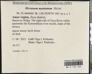 Orthodicranum montanum (Hedw.) Loeske, Bryophytes, Bryophytes - Russian Far East (excl. Chukotka & Kamchatka) (B20) (Russia)
