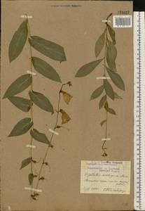 Digitalis grandiflora Mill., Eastern Europe, Western region (E3) (Russia)