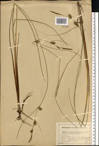 Carex lasiocarpa Ehrh., Eastern Europe, Central forest region (E5) (Russia)