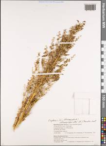 Oxybasis chenopodioides (L.) S. Fuentes, Uotila & Borsch, Eastern Europe, Eastern region (E10) (Russia)