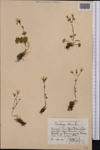 Saxifraga sibirica L., Middle Asia, Western Tian Shan & Karatau (M3) (Kyrgyzstan)