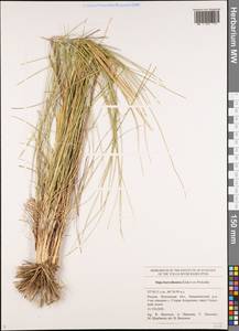 Stipa borysthenica Klokov ex Prokudin, Eastern Europe, Middle Volga region (E8) (Russia)