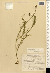 Astragalus bungeanus Boiss., Caucasus, Stavropol Krai, Karachay-Cherkessia & Kabardino-Balkaria (K1b) (Russia)