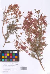 Atraphaxis frutescens (L.) Eversm., Eastern Europe, Eastern region (E10) (Russia)