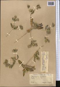 Cousinia prolifera Jaub. & Spach, Middle Asia, Karakum (M6) (Turkmenistan)