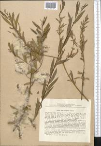 Salix songarica Andersson, Middle Asia, Syr-Darian deserts & Kyzylkum (M7) (Tajikistan)