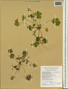 Geranium rotundifolium L., South Asia, South Asia (Asia outside ex-Soviet states and Mongolia) (ASIA) (Cyprus)