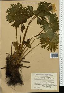 Anemonastrum narcissiflorum subsp. fasciculatum (L.) Raus, Caucasus, South Ossetia (K4b) (South Ossetia)