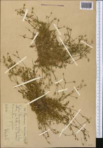 Dichodon cerastoides (L.) Rchb., Middle Asia, Western Tian Shan & Karatau (M3) (Uzbekistan)
