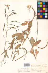 Brassica napus L., Eastern Europe, Moscow region (E4a) (Russia)