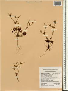 Geranium purpureum Vill., South Asia, South Asia (Asia outside ex-Soviet states and Mongolia) (ASIA) (Cyprus)