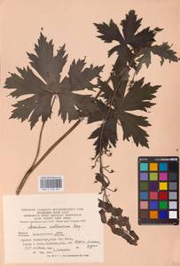 Aconitum lycoctonum subsp. moldavicum (Hacq.) Jalas, Eastern Europe (no precise locality) (E0)
