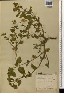 Heliotropium suaveolens M. Bieb., Caucasus, North Ossetia, Ingushetia & Chechnya (K1c) (Russia)
