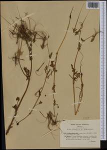 Erodium botrys (Cav.) Bertol., Western Europe (EUR) (Italy)