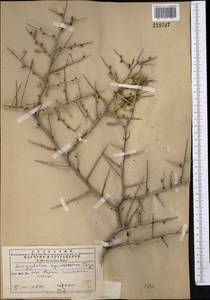 Prunus spinosissima (Bunge) Franch., Middle Asia, Kopet Dag, Badkhyz, Small & Great Balkhan (M1) (Turkmenistan)