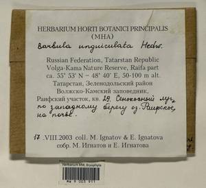 Barbula unguiculata Hedw., Bryophytes, Bryophytes - Middle Volga (B9) (Russia)