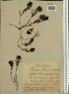 Ajuga chamaepitys subsp. chia (Schreb.) Arcang., Eastern Europe, Rostov Oblast (E12a) (Russia)