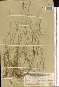Carex dioica L., Eastern Europe, Central forest region (E5) (Russia)