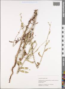 Chondrilla latifolia M. Bieb., Eastern Europe, Central forest-and-steppe region (E6) (Russia)
