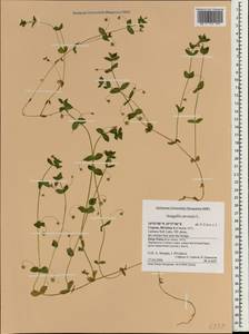 Lysimachia arvensis subsp. arvensis, South Asia, South Asia (Asia outside ex-Soviet states and Mongolia) (ASIA) (Cyprus)