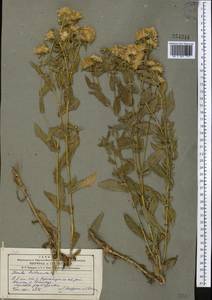Pentanema britannicum (L.) D.Gut.Larr., Santos-Vicente, Anderb., E.Rico & M.M.Mart.Ort., Middle Asia, Western Tian Shan & Karatau (M3) (Kyrgyzstan)