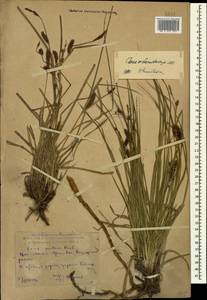 Carex melanostachya M.Bieb. ex Willd., Caucasus, Dagestan (K2) (Russia)