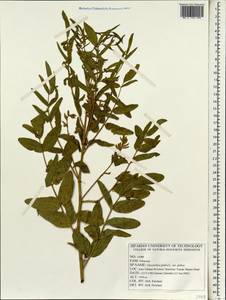 Glycyrrhiza glabra L., South Asia, South Asia (Asia outside ex-Soviet states and Mongolia) (ASIA) (Iran)