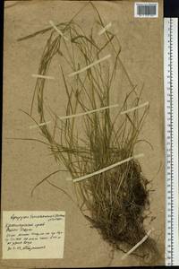 Elymus macrourus (Turcz.) Tzvelev, Siberia, Central Siberia (S3) (Russia)