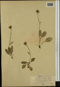 Hieracium dentatum subsp. basifoliatum Nägeli & Peter, Western Europe (EUR) (Switzerland)